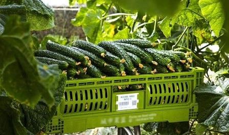 Mit Kunststoffkisten den Obst- und Gemüsesektor aufwerten